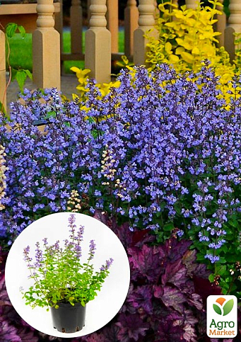 Котовник "Purrsian Blue" nepeta faassenii (вазон С1,5)