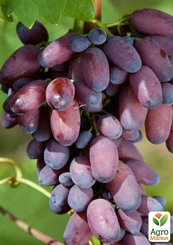 Виноград "КарМаКод" (ранний срок созревания) - фото 3