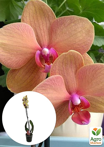 Орхідея (Phalaenopsis) "Apricot"