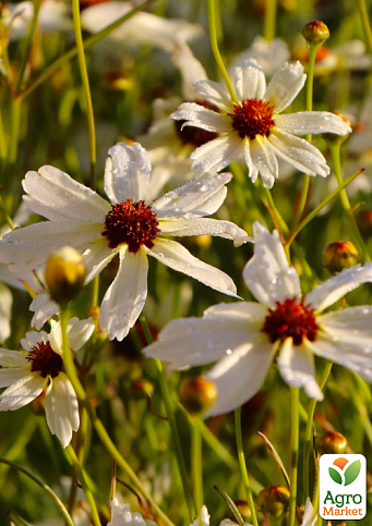 Кореопсис verticillata "Fools Gold"