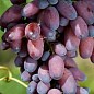 Виноград "КарМаКод" (ранний срок созревания) цена