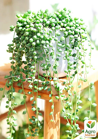 LMTD Сенецио (крестовник) "Herreianus" высота растения 10-15см