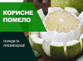 Як росте помело - корисні статті про садівництво від Agro-Market