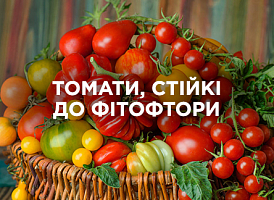 Томати, стійкі до фітофтори: обираємо найкращі | Agro-market