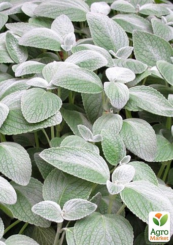 Мята Серебристая "Mint Silver" 