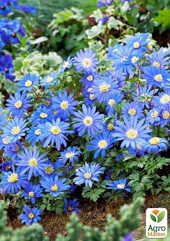 Анемона "Blanda Blue Shades" (размер 5/7 крупный) 5шт в упаковке