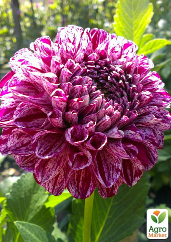 Георгина "Marble Ball" - фото 2