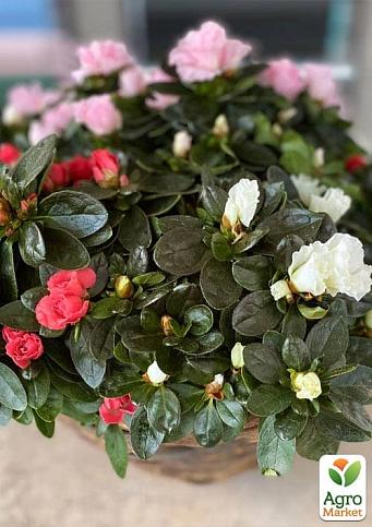 Рододендрон комнатный "Carnaval" высота 25-30см  - фото 3