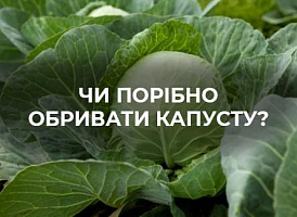 Видалення нижнього листя у капусти: необхідність та рекомендації | Agro-market