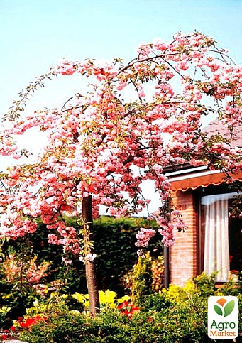Сакура на штамбе "Кику шидаре" (Kiku-shidare) - фото 2