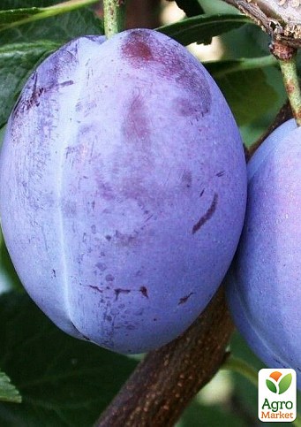 Слива "Президент" укорінена в контейнері (саджанець 2 роки) - фото 2