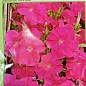 Петуния ампельная "Лавина розовая F1" ТМ "Вассма" 20шт
