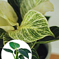 LMTD Филодендрон "White Wave" высота 30-40см