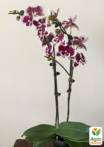 Орхідея (Phalaenopsis) "Fantastic Pearl" висота 50-70см