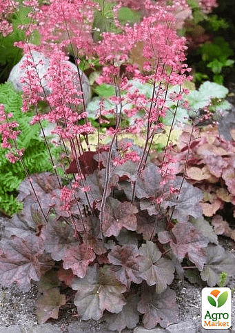 Гейхера (Heuchera) "Rachel" (C1, висота 15-30см)