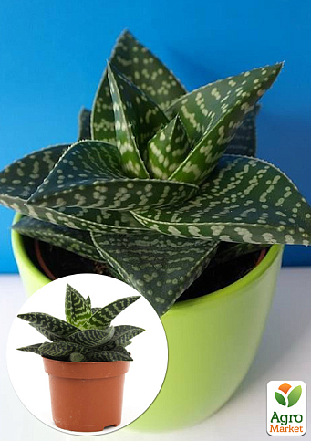 Сукулент Гастералое "Tiki Zilla" (вазон Р9)
