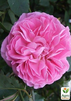 Троянда англійська "Mary Rose" (саджанець класу АА +) вищий сорт7