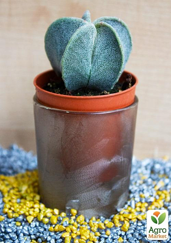Кактус "Астрофитум" ( Astrophytum myriostigma) (Нидерланды)
