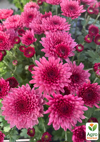 Хризантема мультифлора куляста "Blanchett Pink"