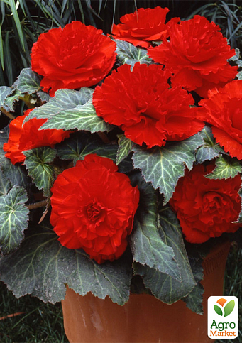 Бегония "Америгибрид F1" rufled red ТМ "Профессиональные семена" 100шт