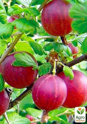 Крыжовник "Хиннонмаки Рот" (Hinnonmaki Rot) (средний срок созревания, морозоустойчивый сорт)