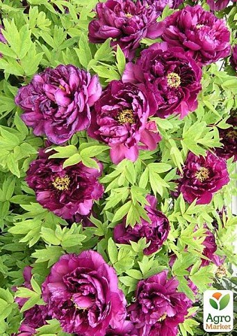 Пион древовидный "Purple Phoenix"  - фото 2