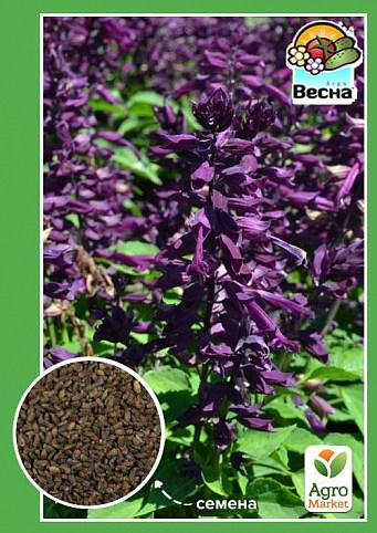 Сальвия фиолетовая ТМ "Весна" 0.2г