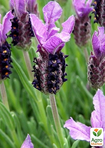Лаванда французька широколиста "Dark Royalty" - фото 3