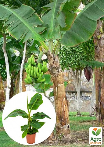LMTD Банан Тропічний "Musa Tropicana" (висота 40-60см)