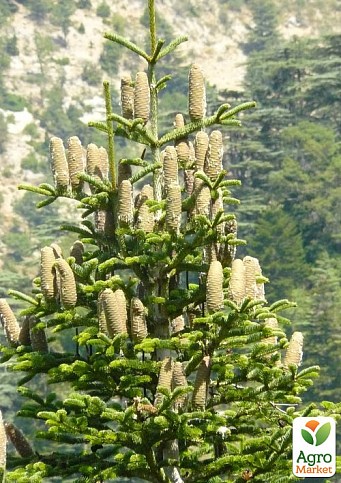 Пихта Киликийская (Abies cilicica) горшок P9