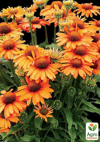 Эхинацея "Saffron"
