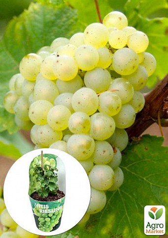 LMTD Виноград "Riesling" (сортовой, укорененный)
