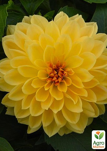 Георгина "Melody Latin" 1шт в упаковке - фото 3