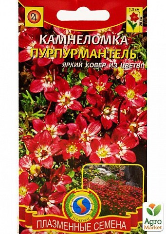 Камнеломка "Пурпурмантель" ТМ "Плазмові насіння" 0,01г