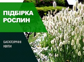 Квіти для альпійської гірки: 10 рослин з фото - корисні статті про садівництво від Agro-Market