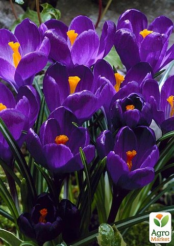 Крокус крупноцветковый "Flower Record" (размер 7/8 , крупный) 5шт в упаковке