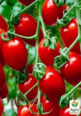 Томат детерминантный черри "Френзи F1" ТМ "Lark Seeds" 1000шт