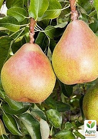 Груша "Киргиз" (зимний сорт, поздний срок созревания)