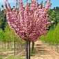 Сакура на штамбе "Кику шидаре" (Kiku-shidare)