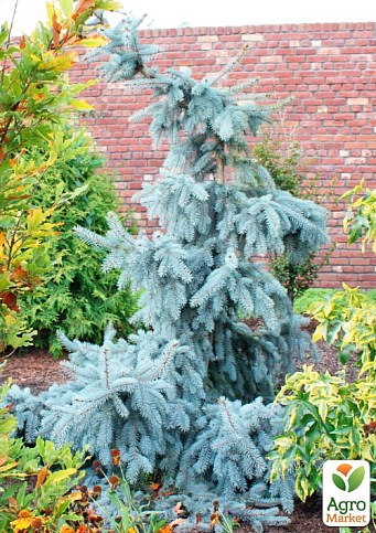 Ель колючая "Glauca Pendula" вазон P14