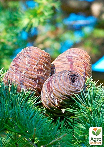 Кедр Гімалайський "Eisregen" 4-х річний (висота 40-60см) - фото 5