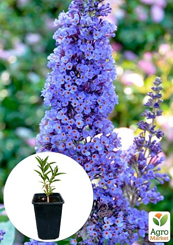 Буддлея Давида "Adonis Blue" С3, высота 20-40см