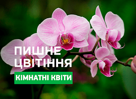 Як змусити цвісти орхідею - корисні статті про садівництво від Agro-Market