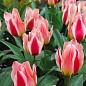 Тюльпан "Mary Ann" 