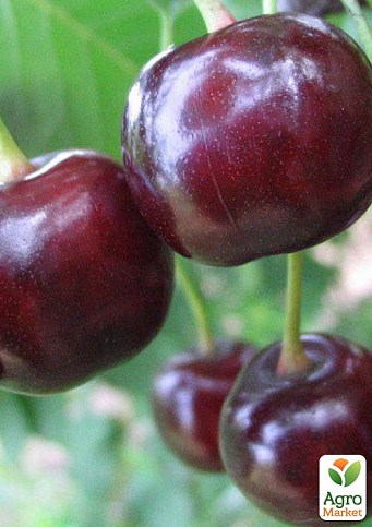 Вишня "Белдвин" (летний сорт, ранний срок созревания)