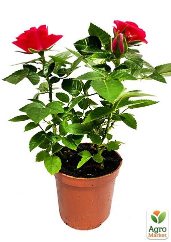 Роза Мініатюрна (кімнатна) "Little Robin" (Нідерланди) - фото 2