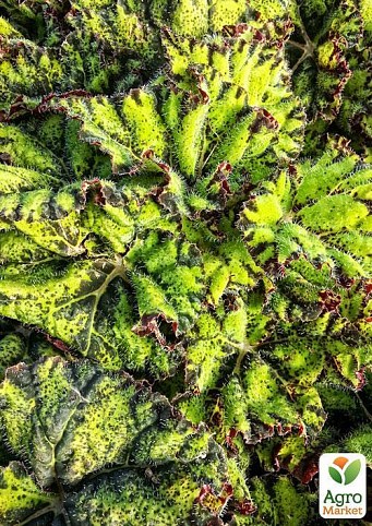 Бегония блад "Волшебные цвета" (Begonia blad. Magic Colours) дм 13 см выс. 25 см