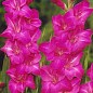 Гладіолус "Violet Moon" 3шт