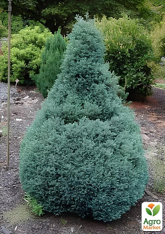 Кипарисовик горохоплодный "Baby Blue" (ком/сетка) высота 50-60см