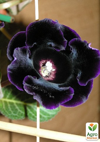 Глоксинія "Prins Albert" - фото 2